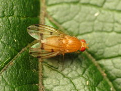 Homoneura fuscibasis