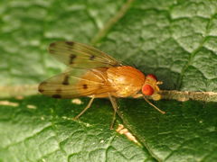 Homoneura fuscibasis