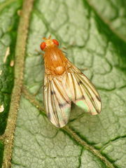 Homoneura fuscibasis