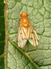 Homoneura fuscibasis