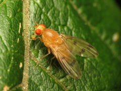 Homoneura fuscibasis