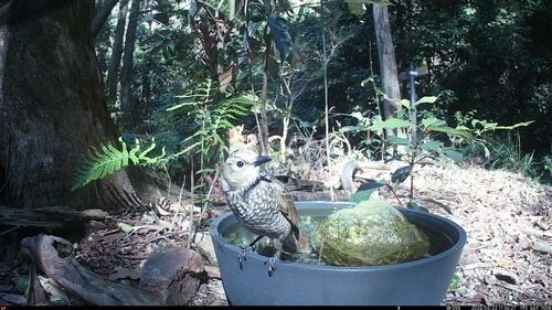 Regent Bowerbird (Sericulus chrysocephalus), photo 7