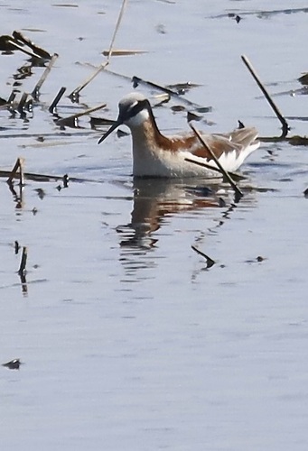 Wilson's Phalarope