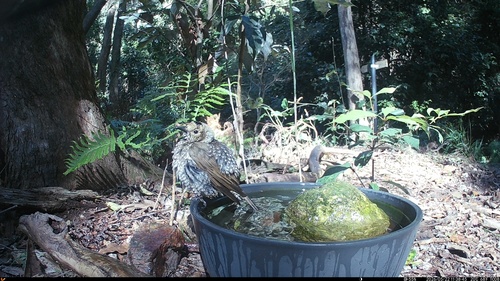 Regent Bowerbird (Sericulus chrysocephalus), photo 8