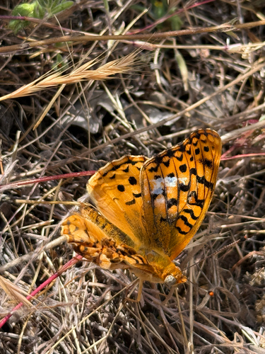 iNaturalist observation photo of Coronis Fritillary