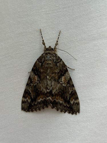 iNaturalist observation photo of Aholibah Underwing Moth