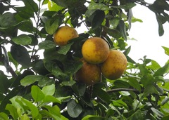 Citrus paridisi