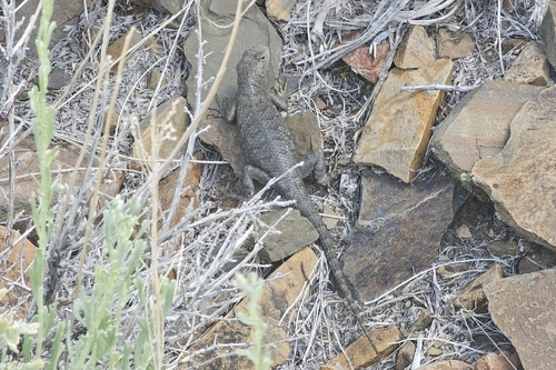 iNaturalist observation photo of Great Basin Fence Lizard