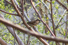 Passer domesticus