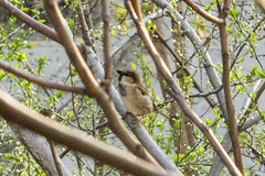 Passer domesticus