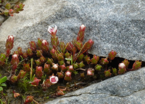 Crassula multicaulis