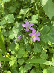 Oxalis debilis