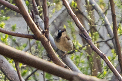 Passer domesticus