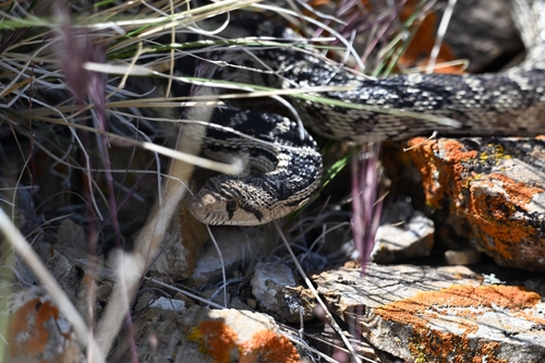 iNaturalist observation photo of Great Basin Gopher Snake