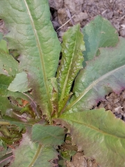 Lactuca serriola