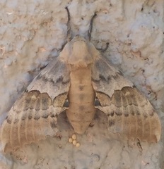 Pachysphinx occidentalis