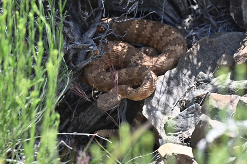 iNaturalist observation photo of Panamint Rattlesnake