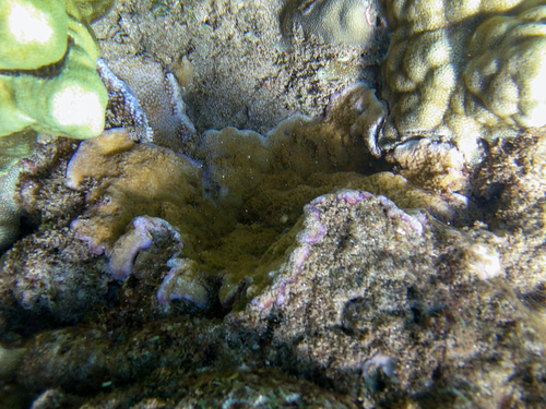Montipora patula observed 2026-05-21