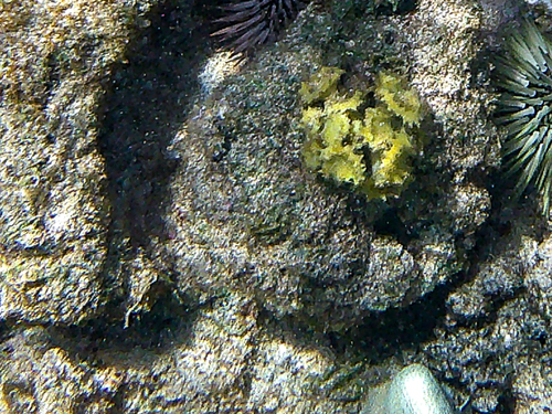 Turbinaria ornata observed 2026-05-21