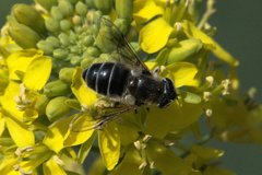 Eristalis rupium