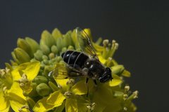Eristalis rupium