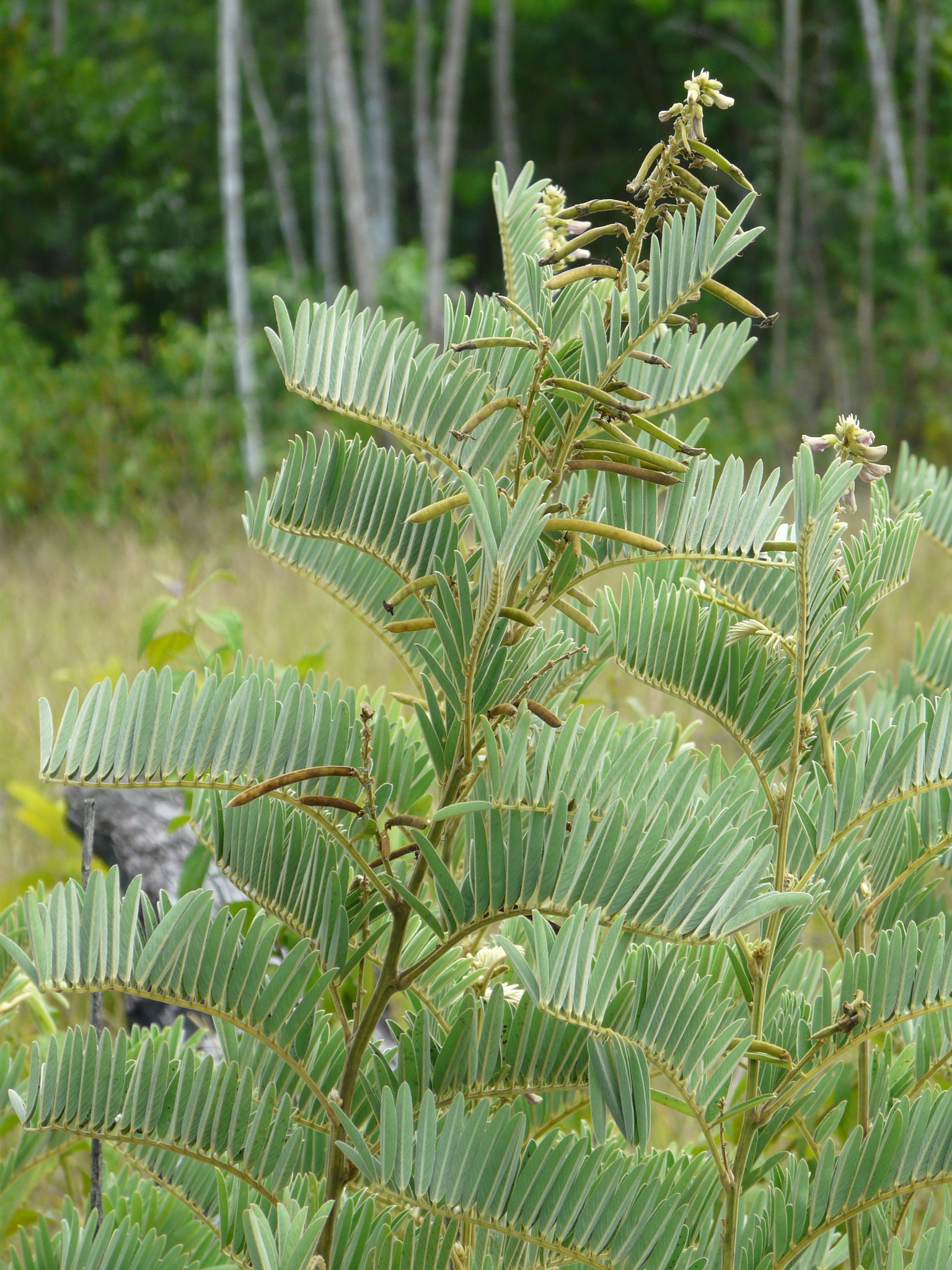Tephrosia sinapou