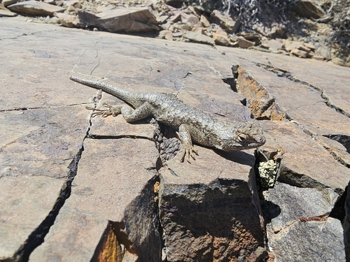 iNaturalist observation photo of Great Basin Fence Lizard