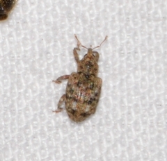 Conotrachelus recessus