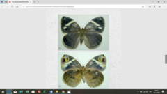 Dynastor macrosiris strix