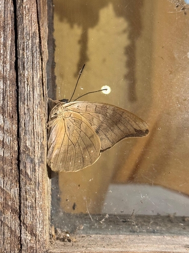 One-spotted Prepona (Archaeoprepona demophon)