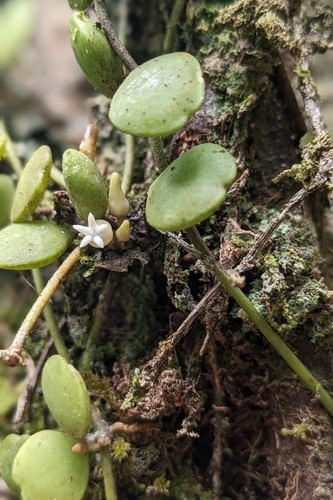 Dischidia formosana, photograph 6