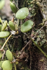 Dischidia formosana, photograph (c) 許文俊, some rights reserved (CC BY-SA)