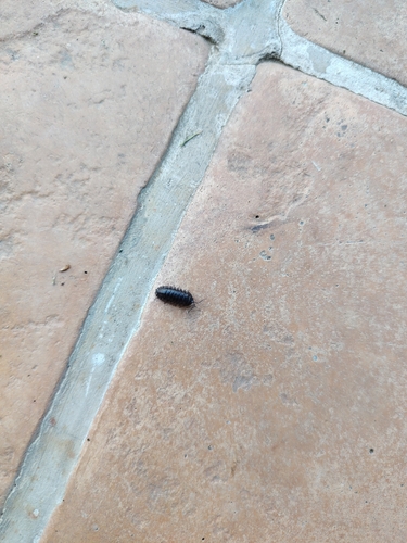 Nosy Pill Woodlouse