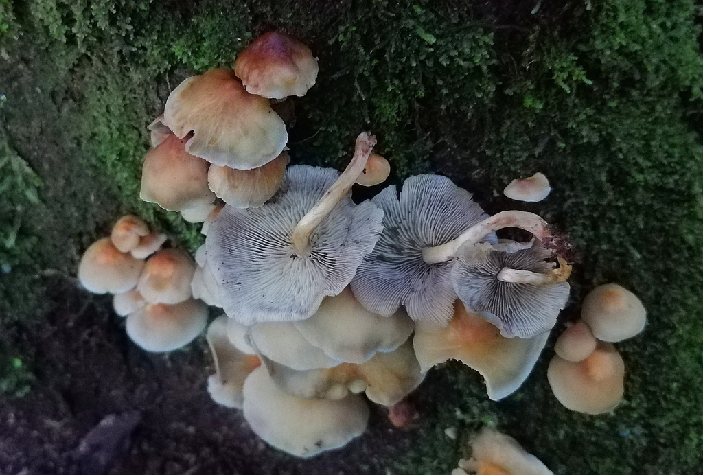 Hypholoma subviride · April 2020 · photo: © heimatlos (iNaturalist, cc0)
