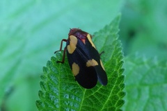 Sphenorhina limbata