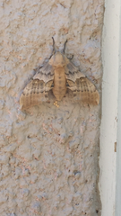 Pachysphinx occidentalis