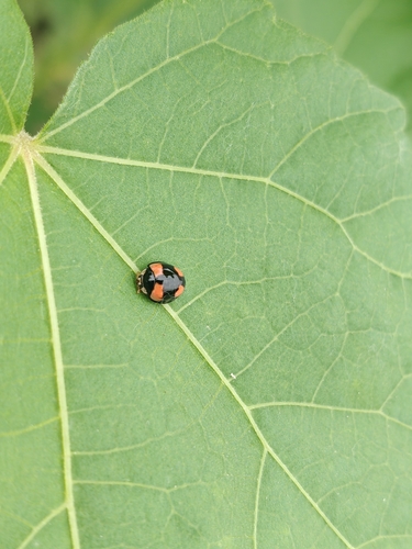 Six-spotted Zigzag Ladybird