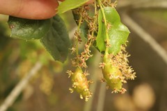 Callirhytis congregata