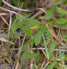 Dichanthelium strigosum