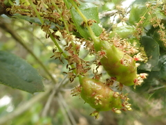 Callirhytis congregata