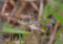 Dichanthelium strigosum
