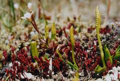 Crassula multicaulis