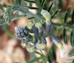 Sophora nuttalliana