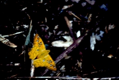 Myscelus amystis epigona