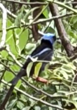 Red-legged Honeycreeper