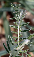 Sophora nuttalliana