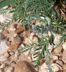 Sophora nuttalliana