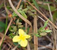 Hypericum suffruticosum