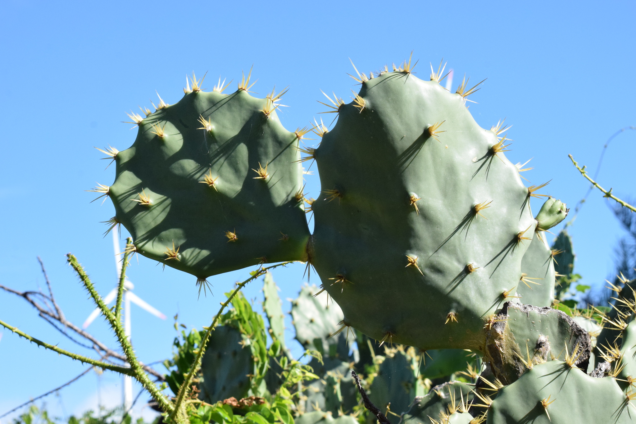 Opuntia dillenii