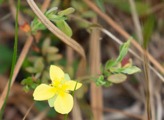 Hypericum suffruticosum